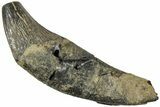 Fossil Primitive Whale (Zygorhiza) Incisor Tooth -South Carolina #232271-1